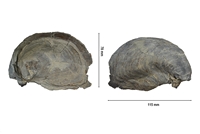 Aetostreon latissinum